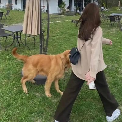 高速路上一只猫